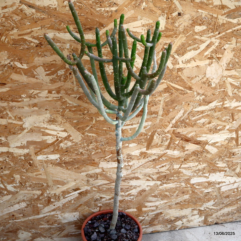D4605 EUPHORBIA SP. pot24-H86-W45 cm MaMa Cactus