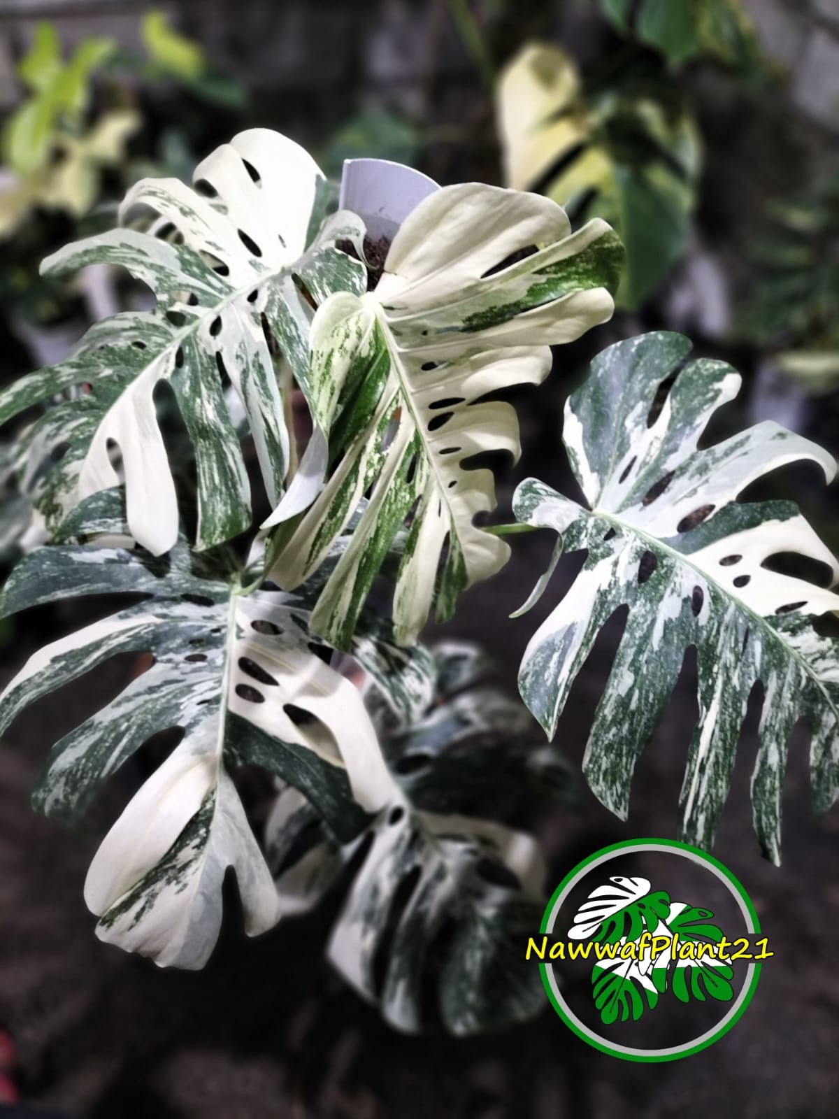 New Monstera Albo White Tiger Variegated Size Large Real Picture