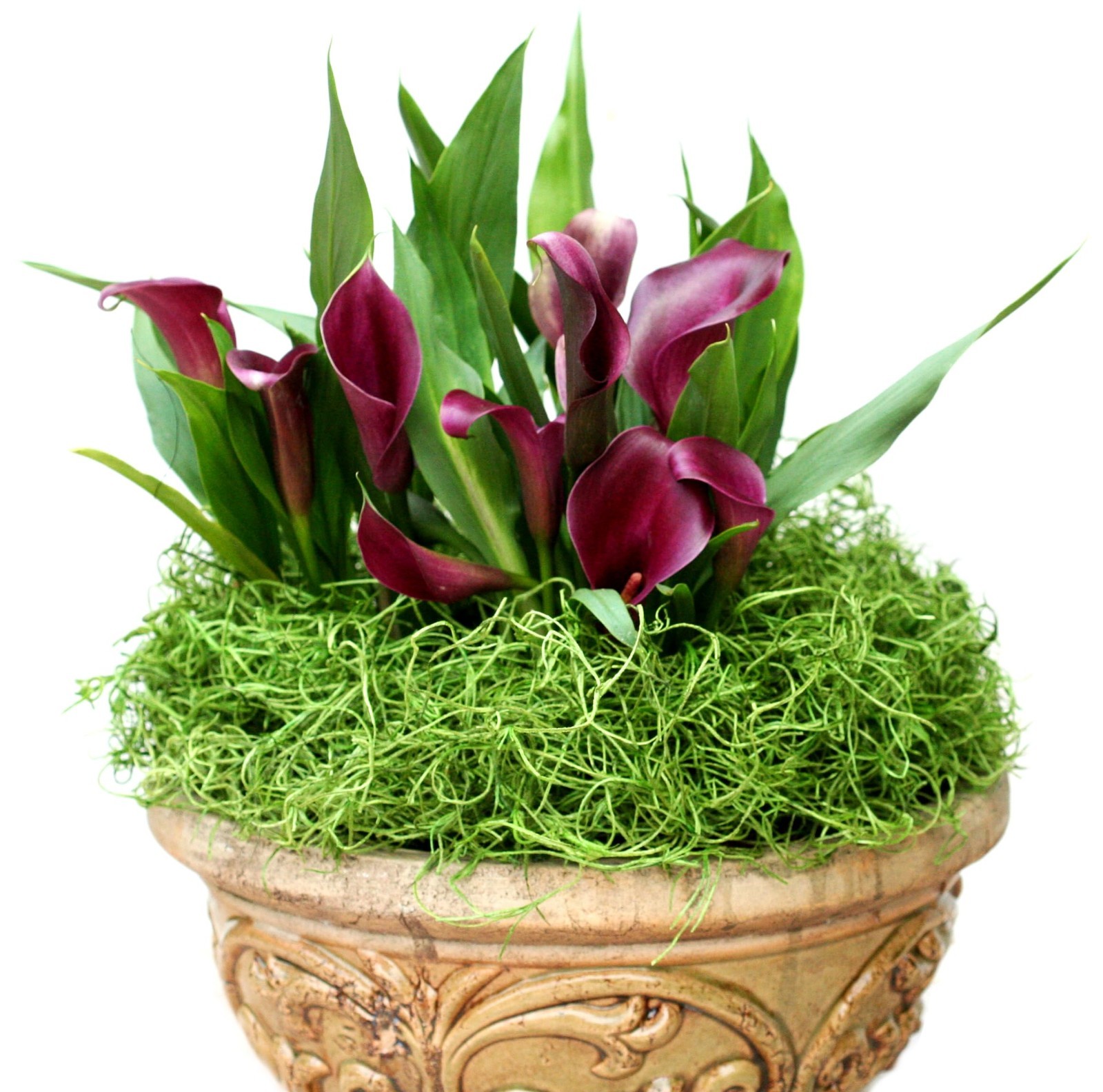 Preserved Spanish Moss for Crafts, Potted Plants, Fairy Gardens & Floral Arrange