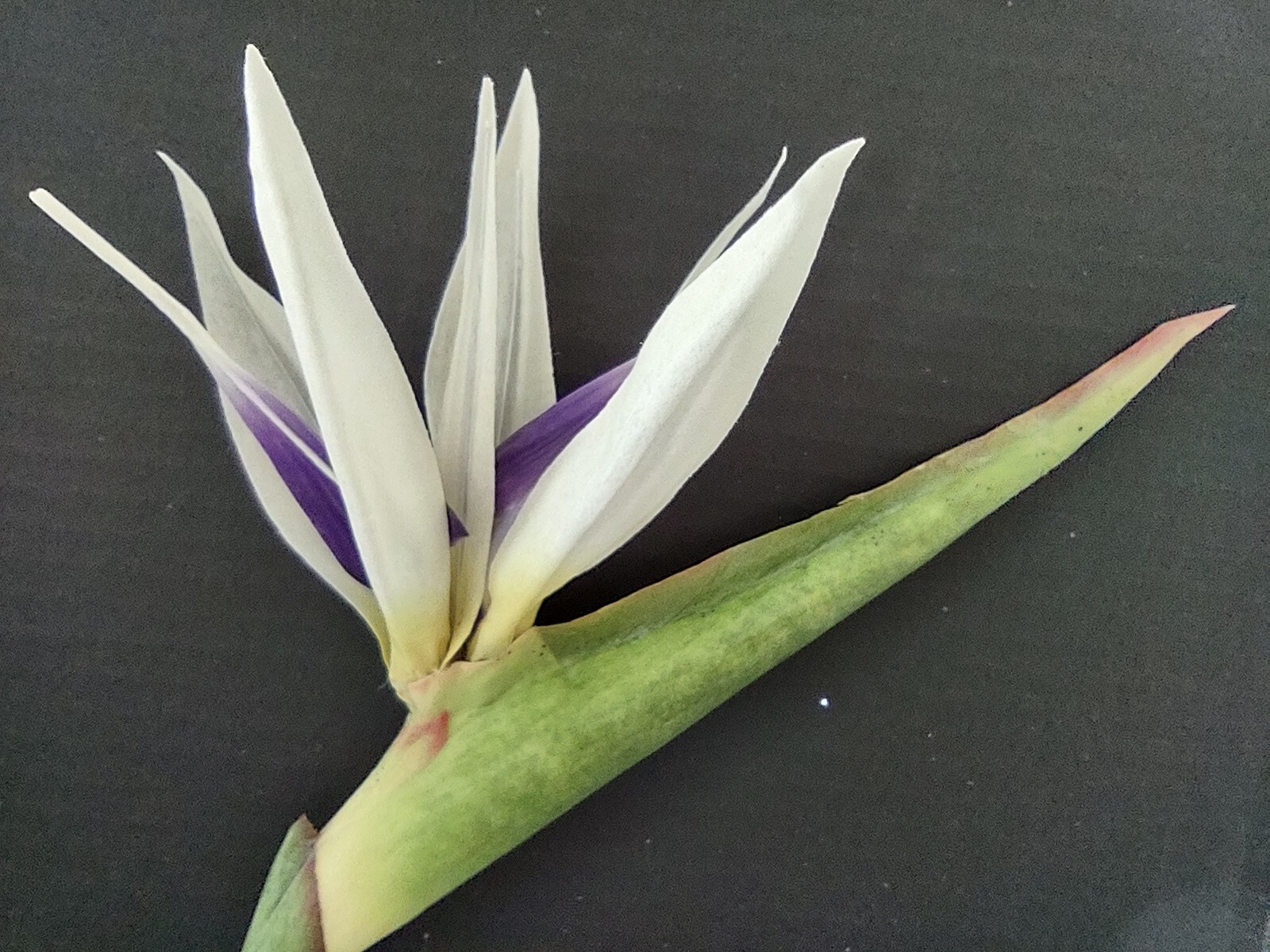31″ bird of paradise tropical stem. Silk flower floral arrangements WHITE