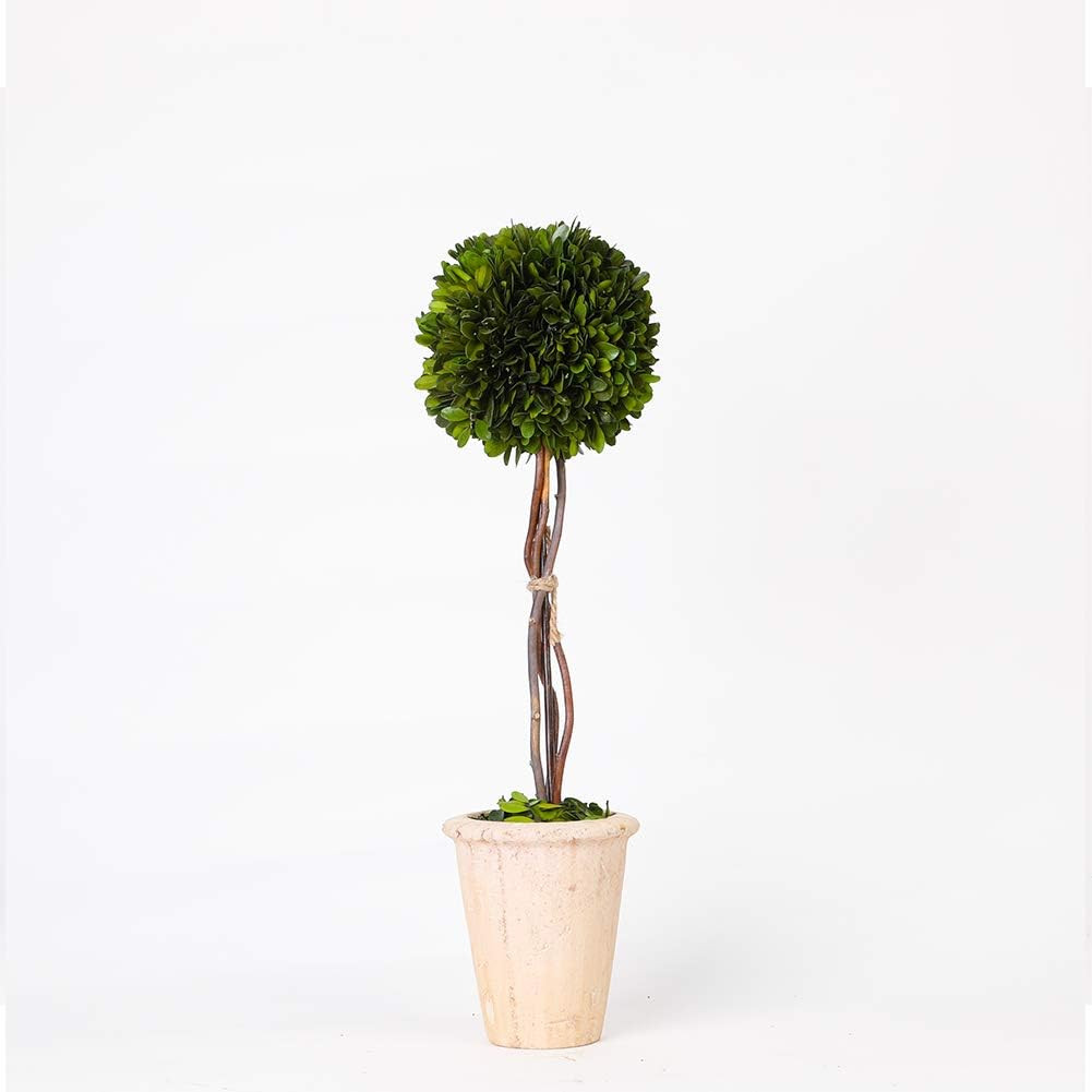 Real Preserved Yellow Evergreen Potted Tree Globe Tree Basin Territory Flower Po