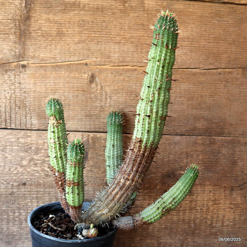 D4486 EUPHORBIA FEROX pot15-H36-W25 cm MaMa Cactus