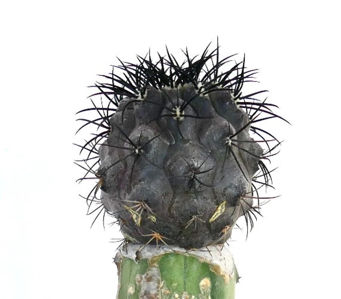 Copiapoa griseoviolacea GRAFTED BLACK SPINES – Copiapoa | Gray violet copiapoa