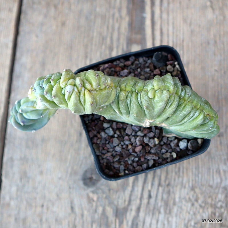 D1496 MYRTILLOCACTUS GEOMETRIZANS CRESTED pot8-H10-W14 cm MaMa Cactus