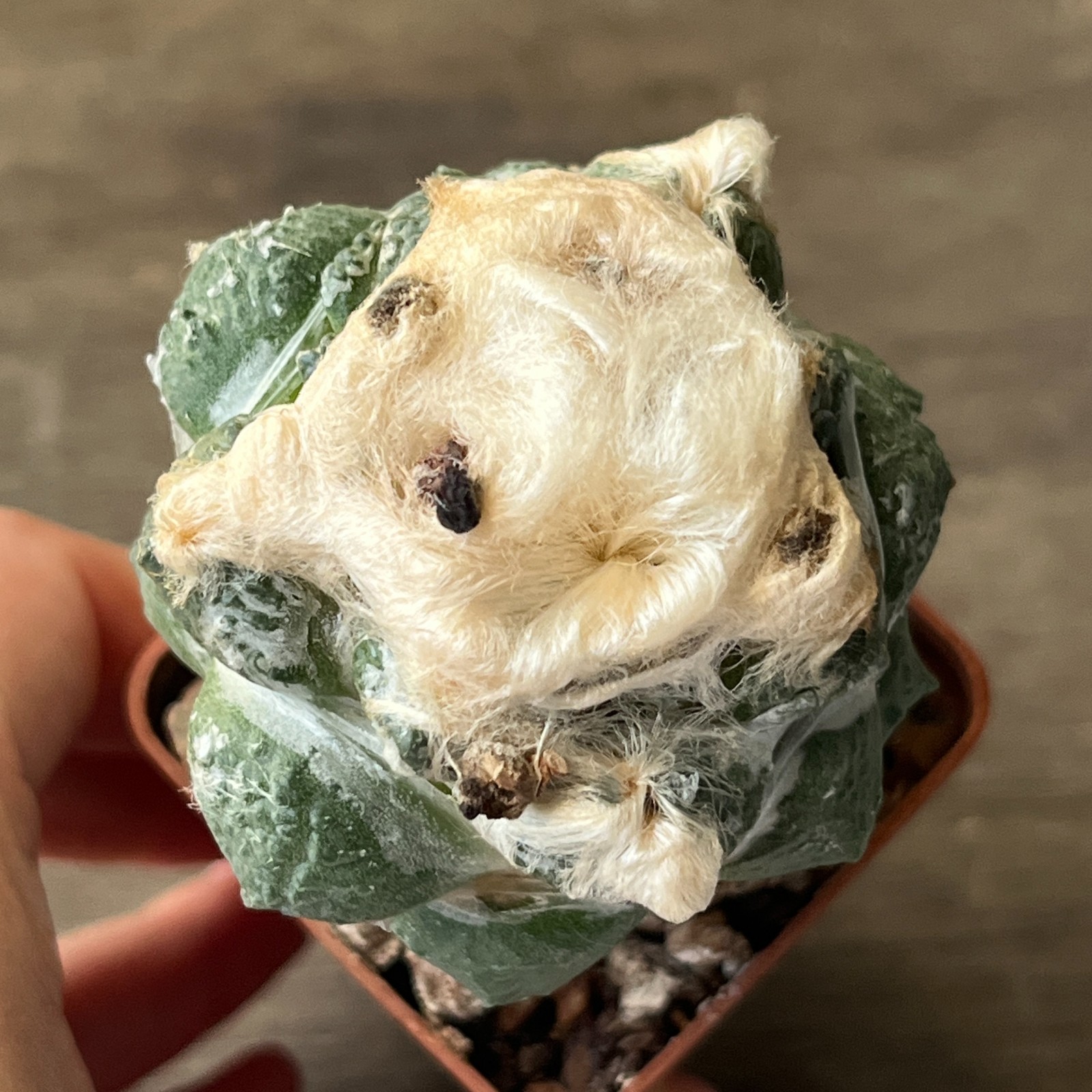 A52-1326 Cactus hybrid (fissuratus x retusus)
