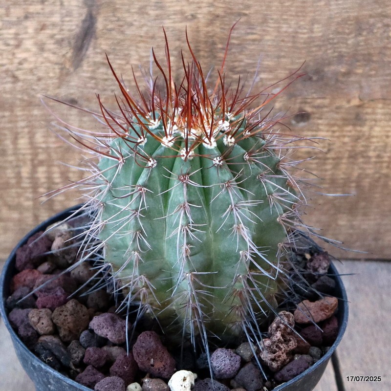 D5350 MELOCACTUS ERNESTII pot18-H14-W11 cm MaMa Cactus