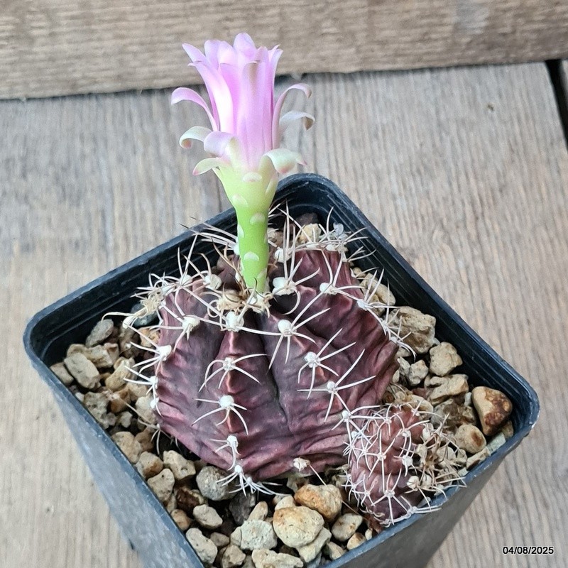 D5703 GYMNOCALYCIUM MIHANOVICHII pot9-H5,5-W8 cm MaMa Cactus