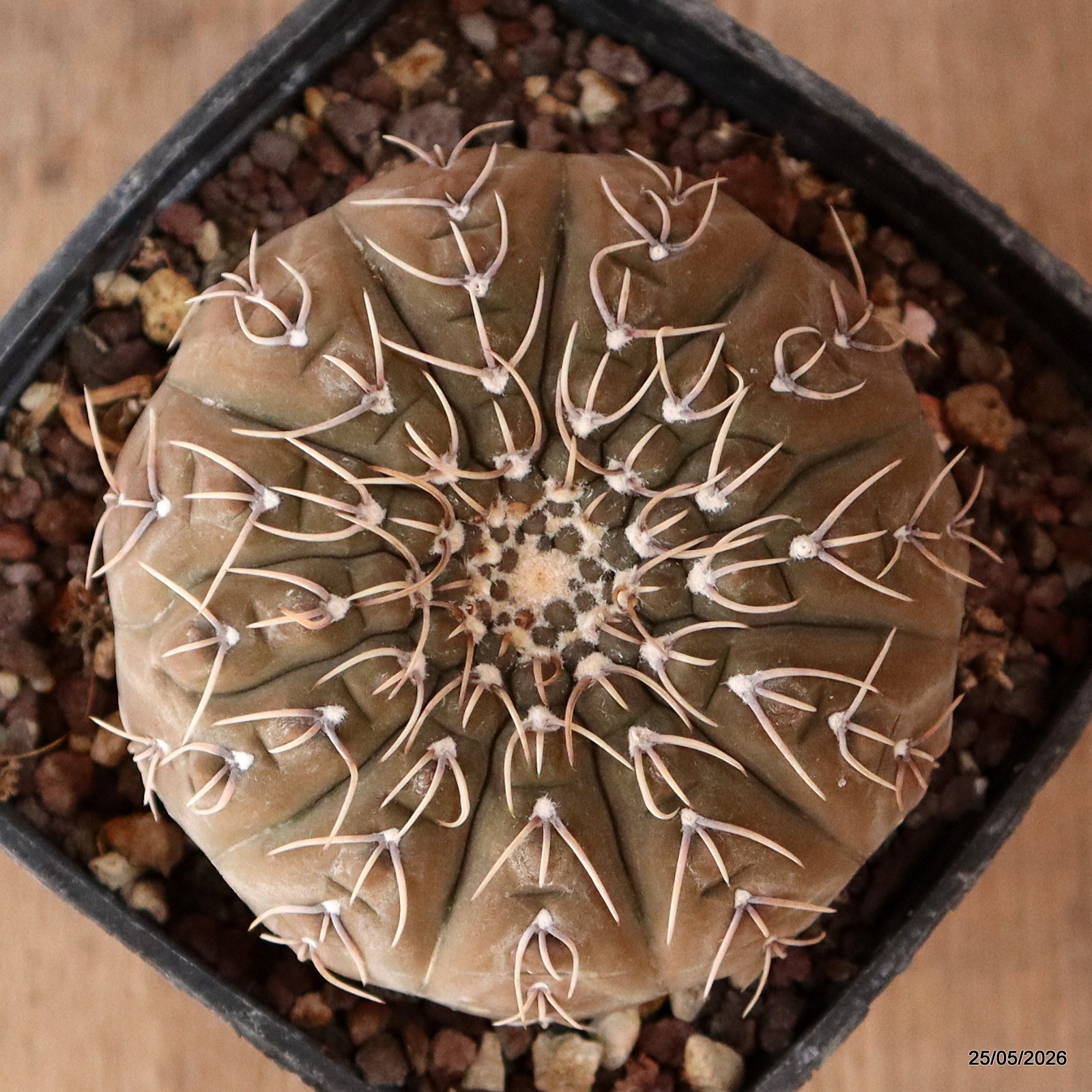 D5686 GYMNOCALYCIUM STELLATUM pot10-H5,5-W8,5 cm MaMa Cactus