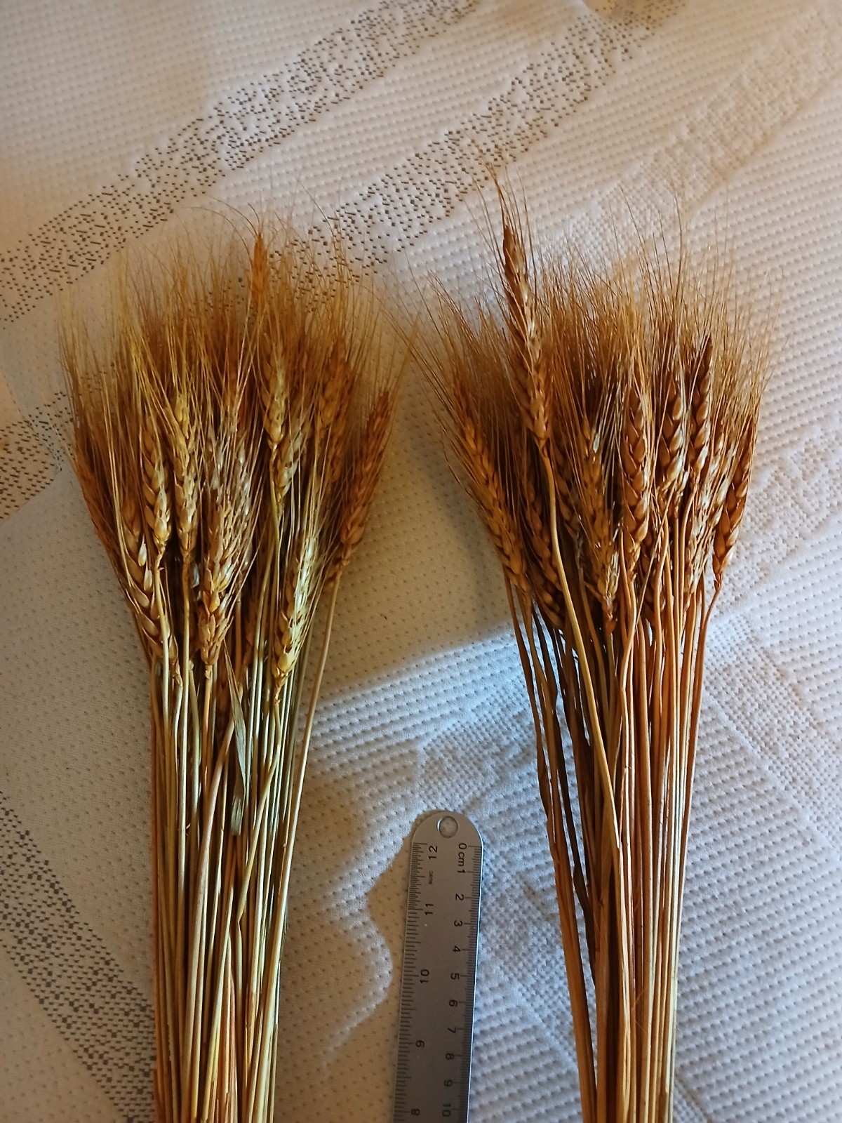 120 Stems 16 Inch Dried Wheat Sheaves, Natural Wheat Stalks Bundle Fall Arran…