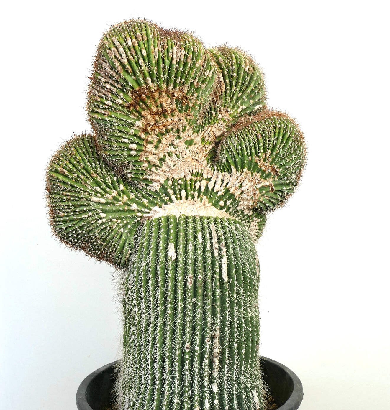 Carnegiea polylopha SAGUARO CRESTATO 66x38cm – Cardon | Elephant cactus