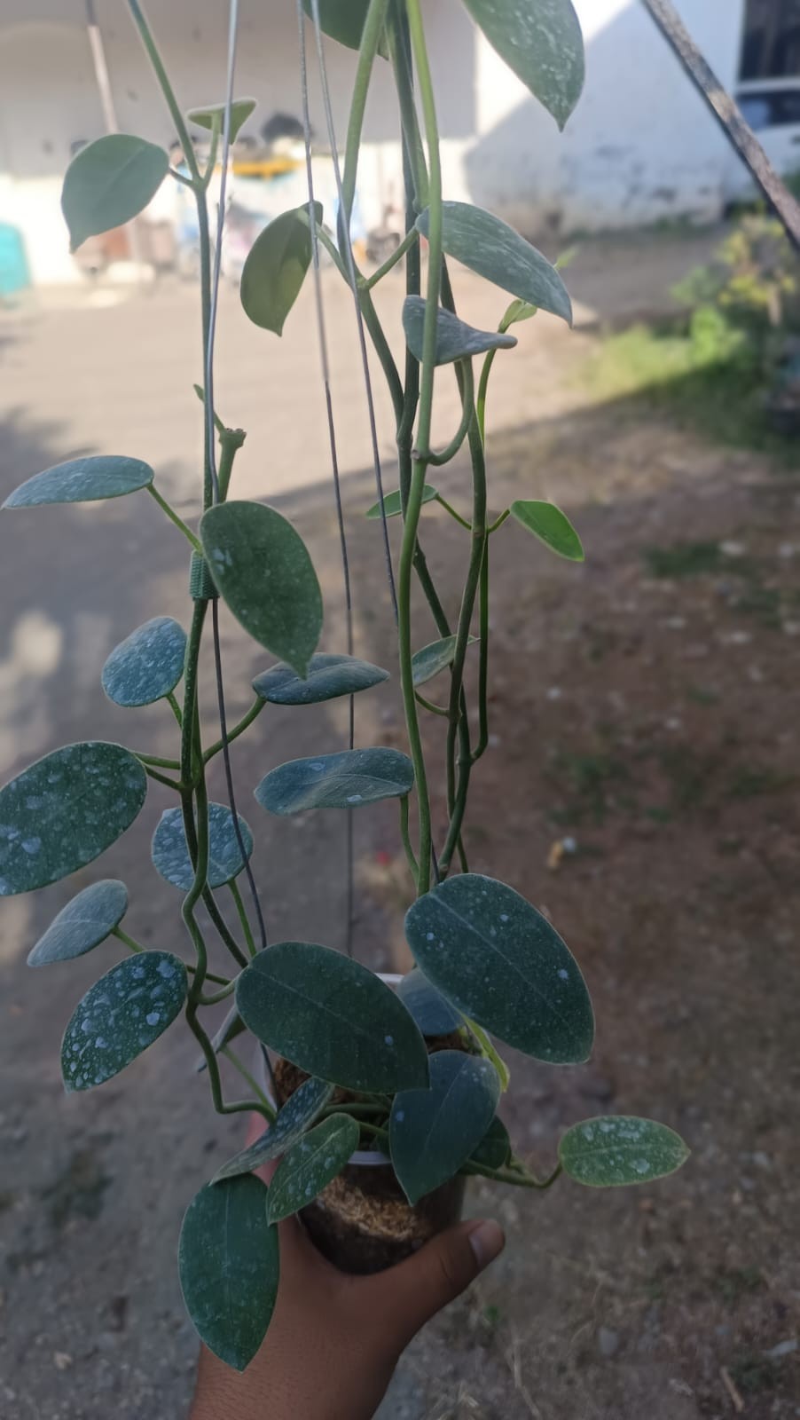 Real Picture Hoya Aff Lauterbachii Sp Papua Mature Size