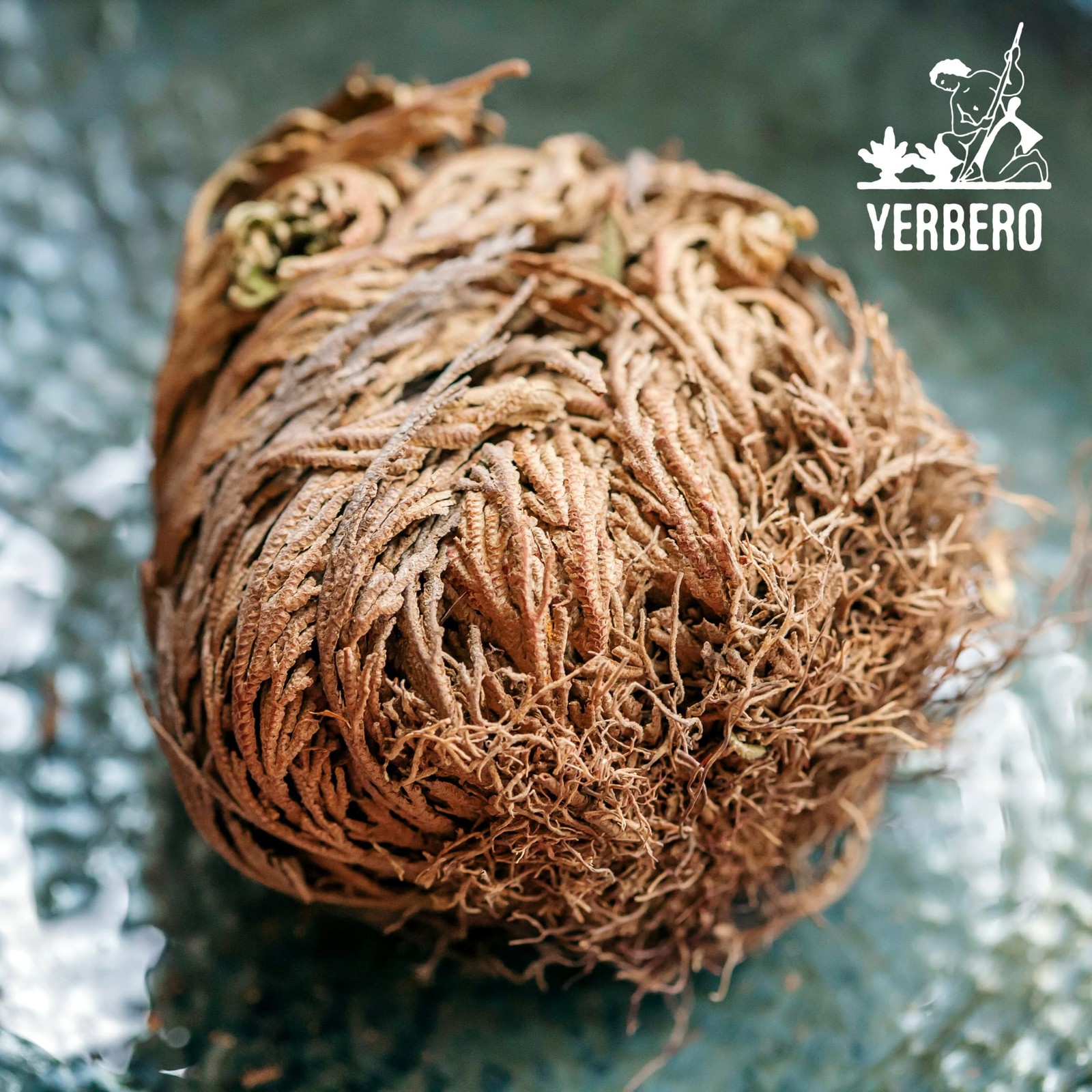 Rose of Jericho Dried Flower Jumbo Size 5” – 3.5” – 6” – Sacred Plant