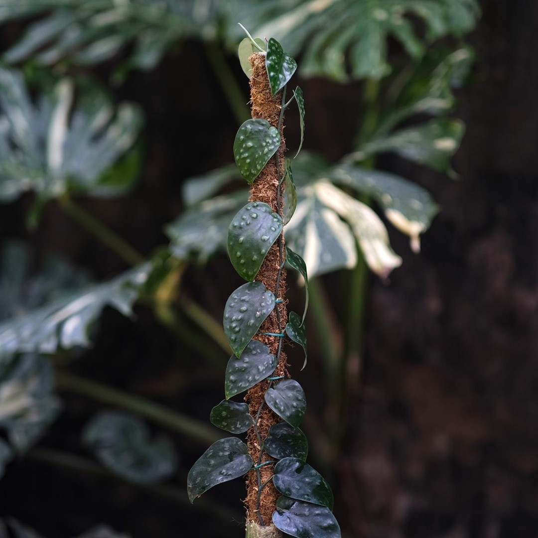 Real Pict Scindapsus Black Mamba Rare Plant