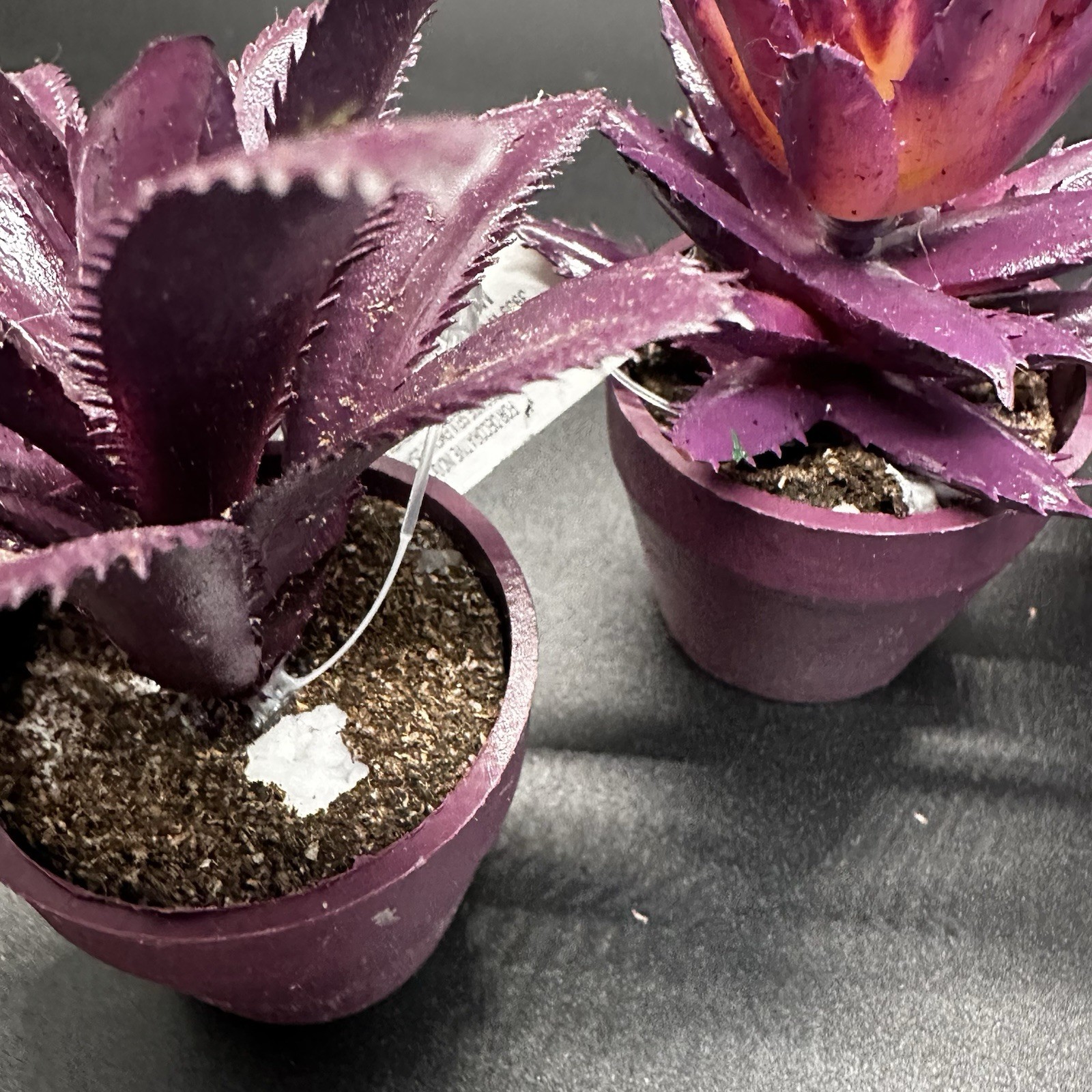 25 Mini Artificial Succulent Plant Lot Potted Black Green Purple Halloween Craft