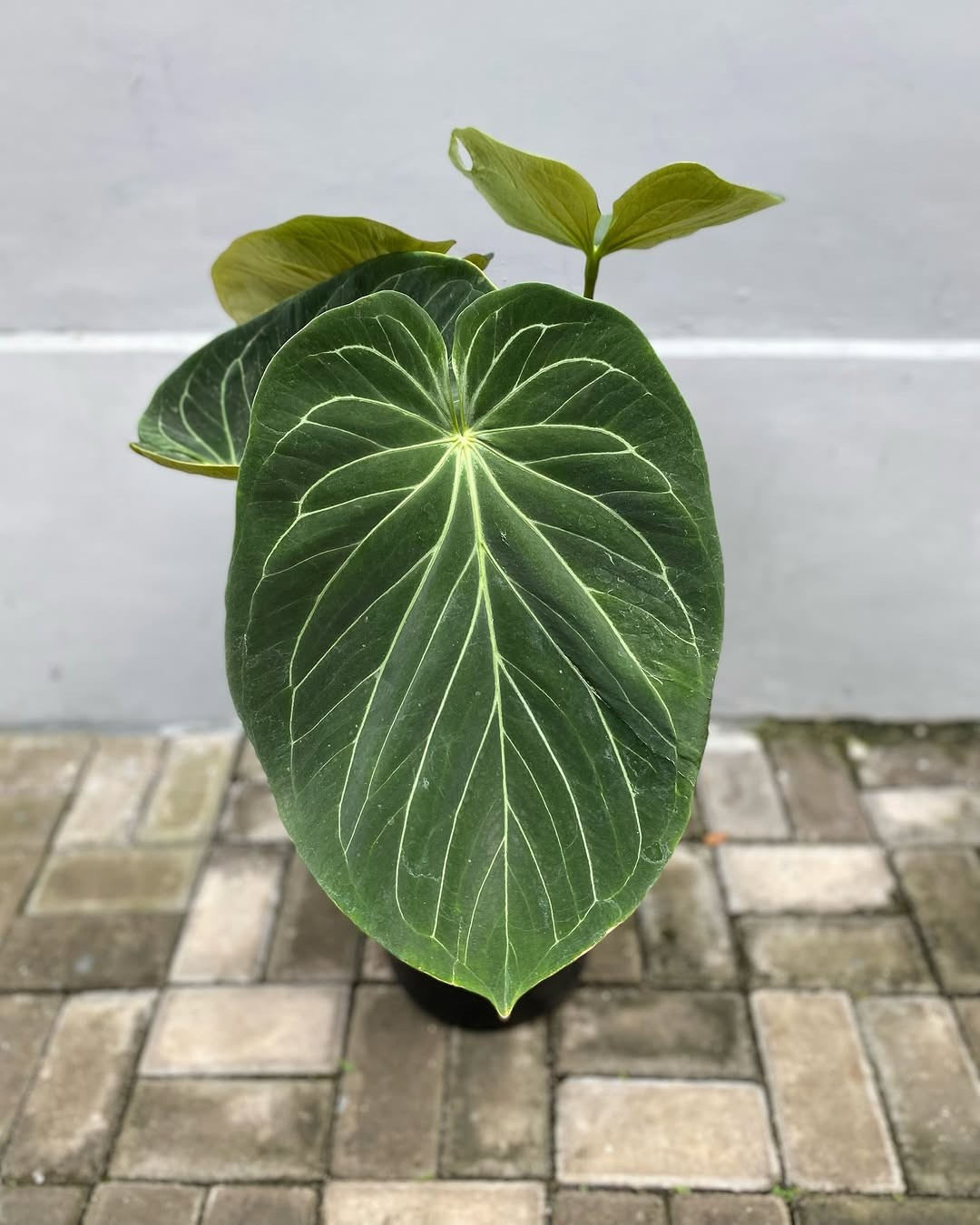 Anthurium King of Spades Butterfly Big Size Real Picture