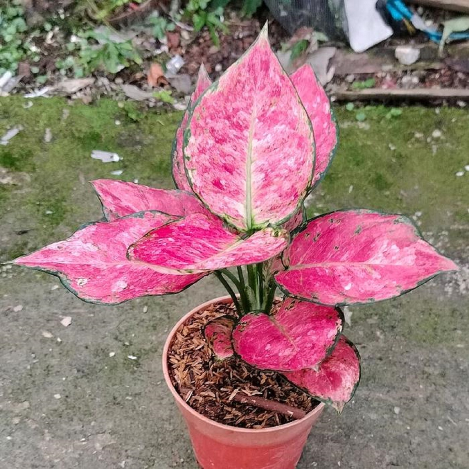 Aglaonema Zolina Rare Tropical Houseplant Exotic Indoor