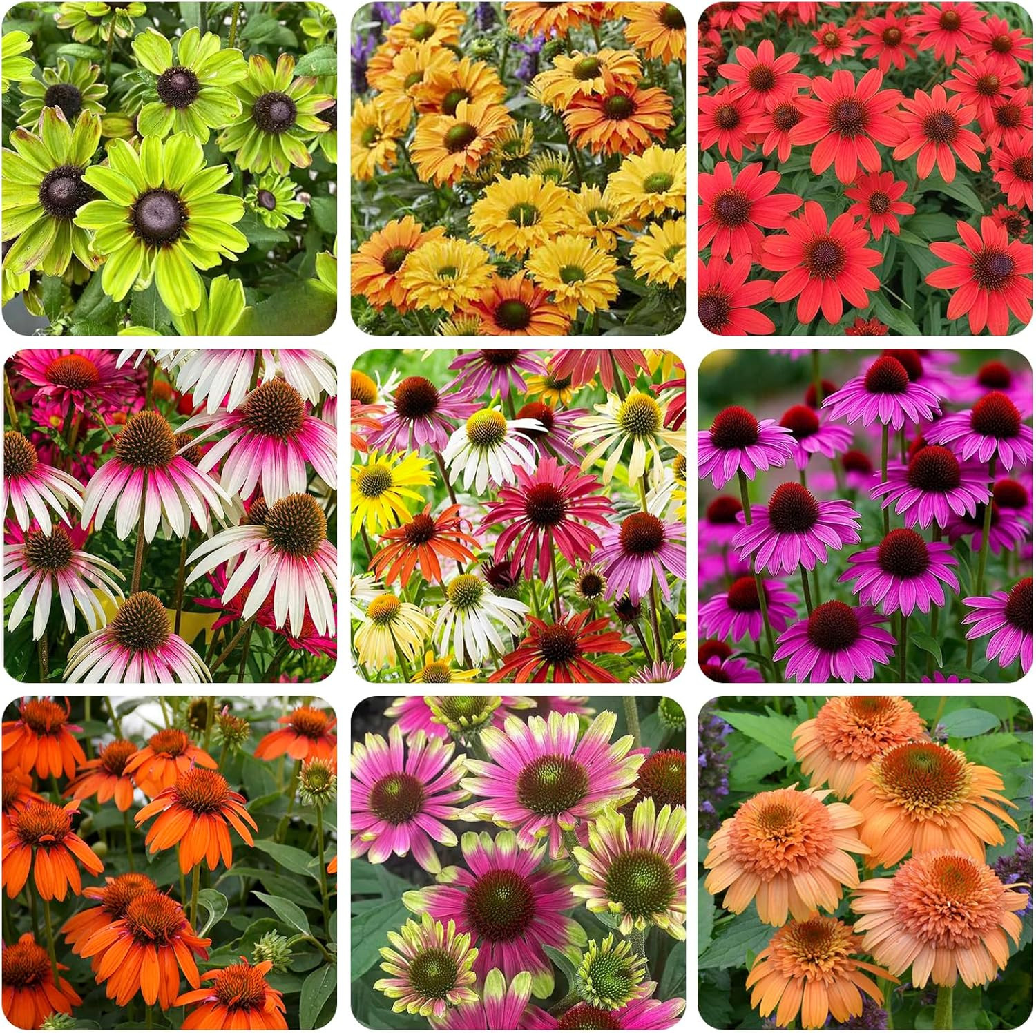 200+ Perennial Mix Echinacea Coneflower Seeds for Planting-Rare Non-Gmo Plant Fl