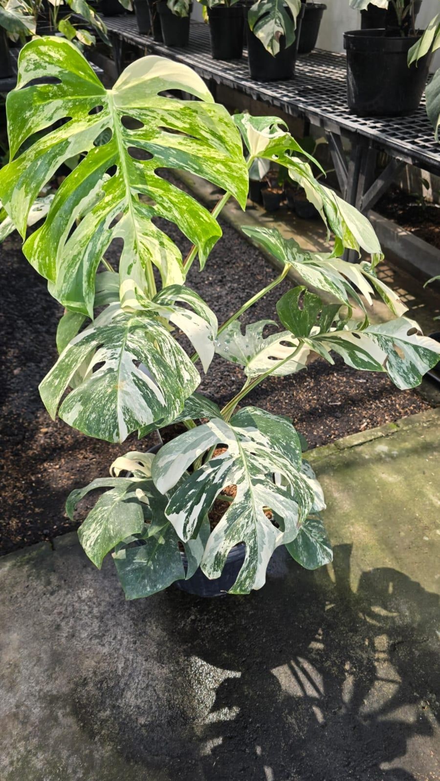 Real Picture Monstera White Tiger Variegated Lush Leaves Big Size