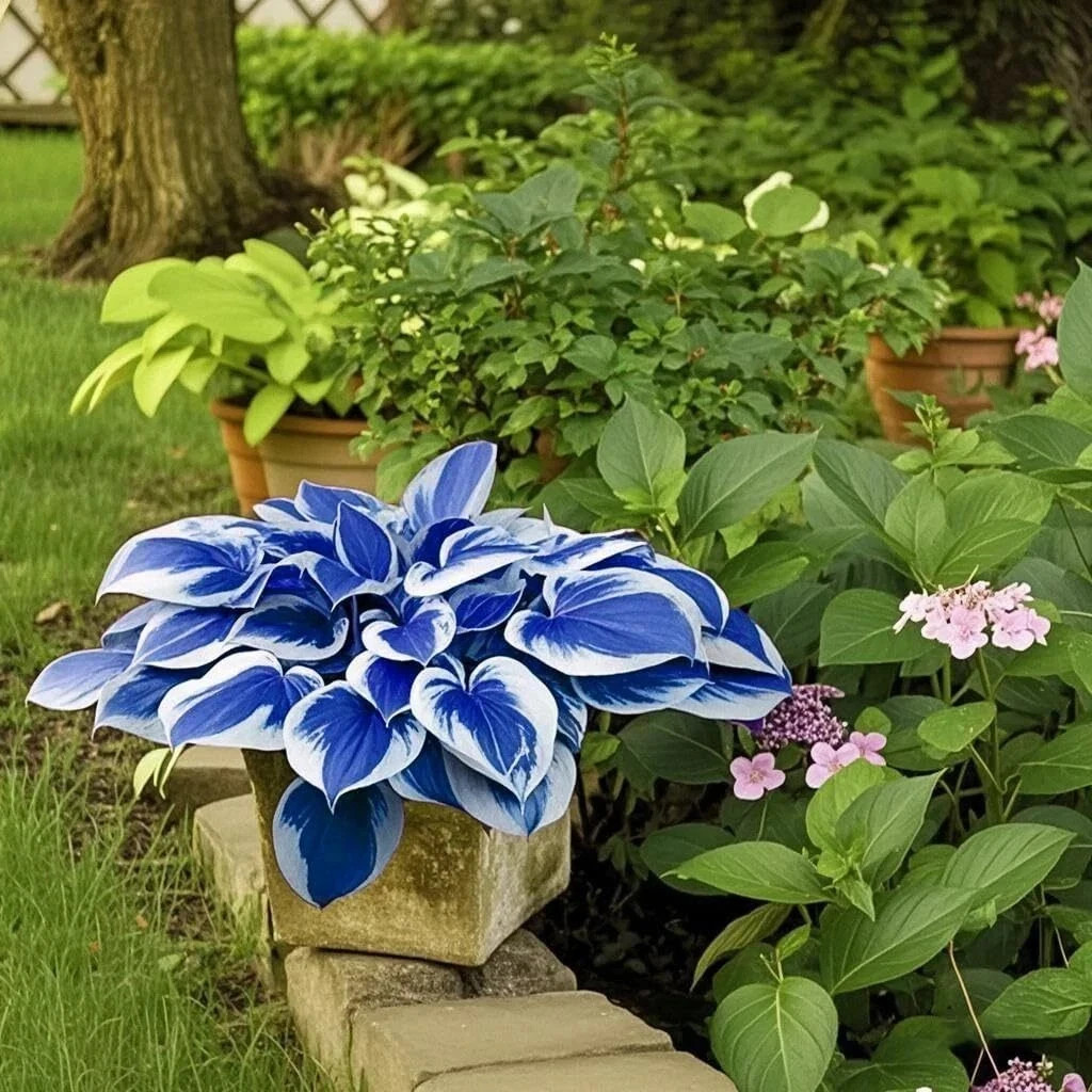 Hosta Seeds Perennial, 200pcs Hosta Plants Bulb Grow Easily Blue White Flower