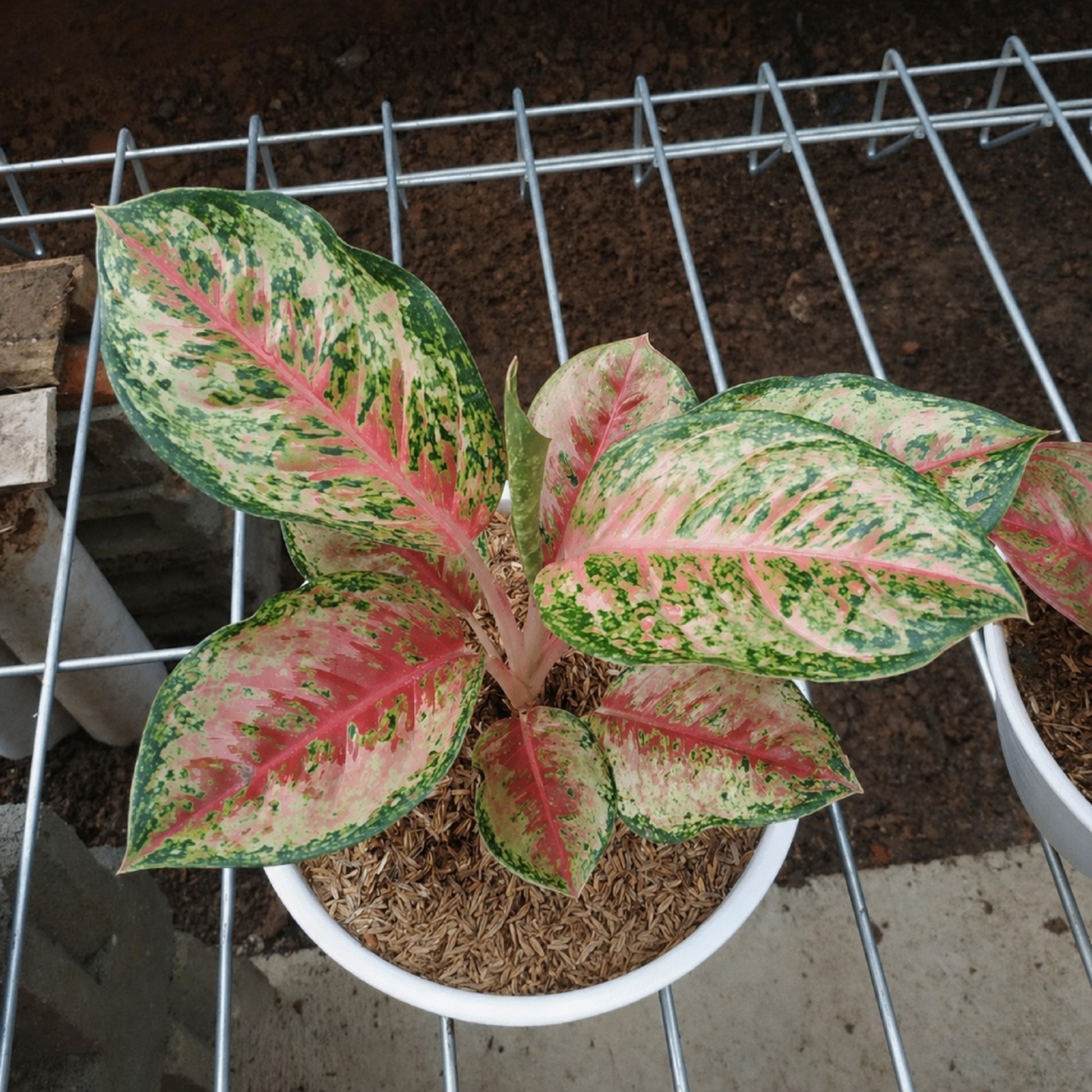 Aglaonema Sweet Dream Rare Chinese Evergreen Houseplant Tropical Indoor Plant