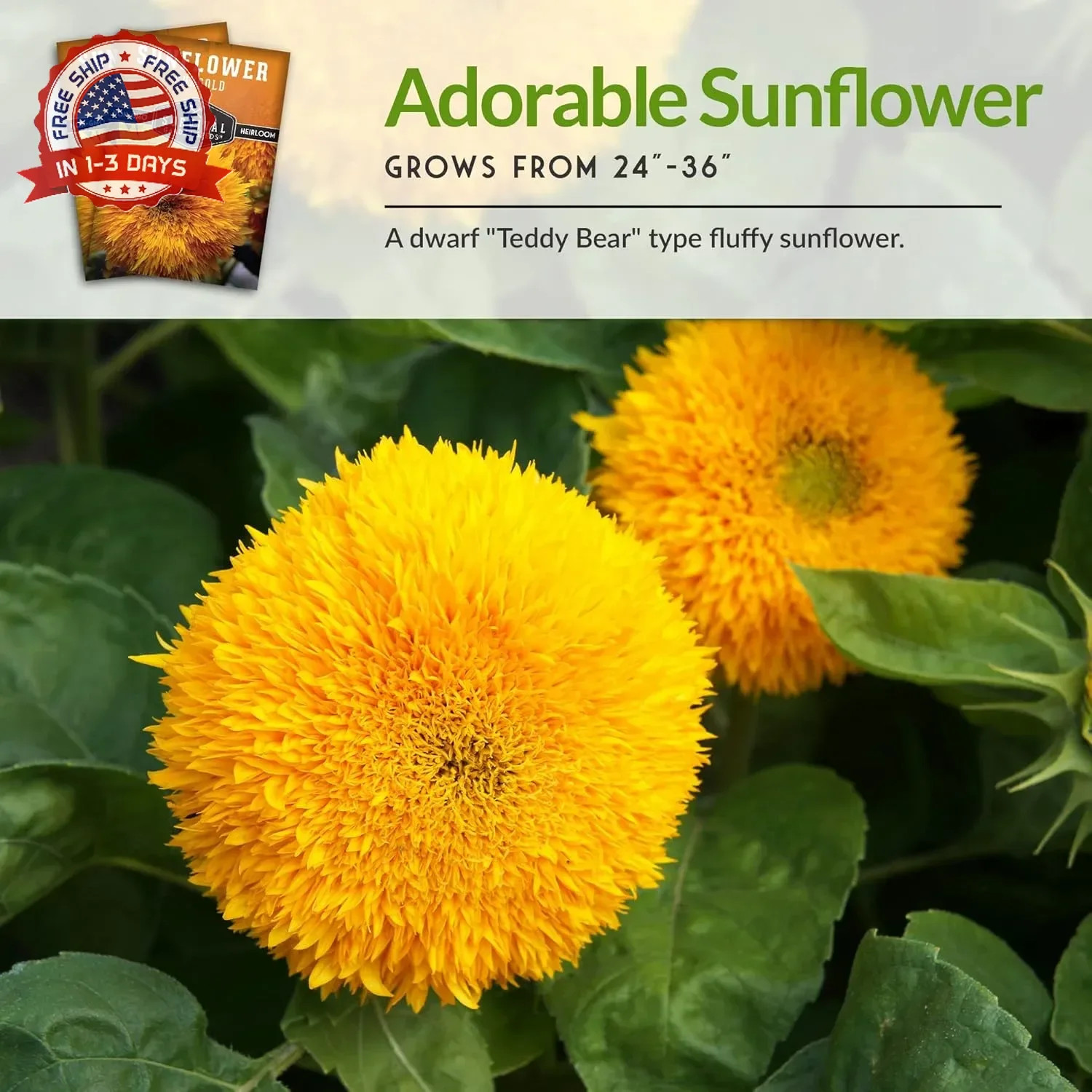 Sungold Teddy Bear Sunflower Seeds for Planting – Dwarf Flower with Fluffy Pom-P