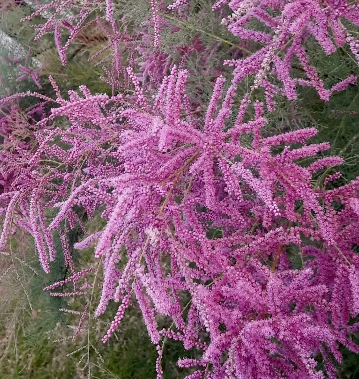 Tamarix ramosissima – Saltcedar | Tamarisk