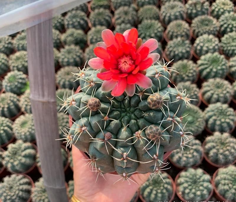 Gymnocalycium baldianum Chin Cactus Cactus Cacti Succulent Real Live Plant