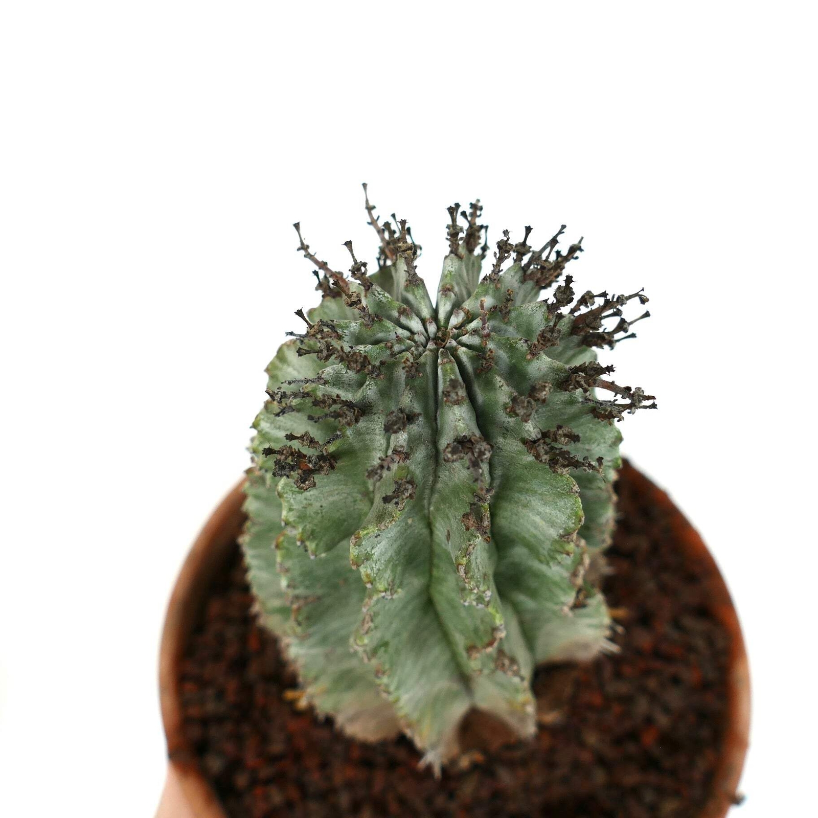 Euphorbia horrida BLACK SPINES – African Milk Barrel | Milk Barrel Cactus