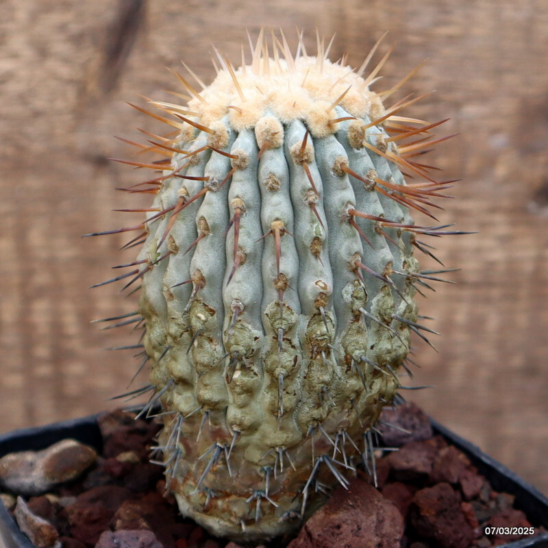 D3812 COPIAPOA CINEREA COLUMNA ALBA pot10-H12-W7 cm MaMa Cactus