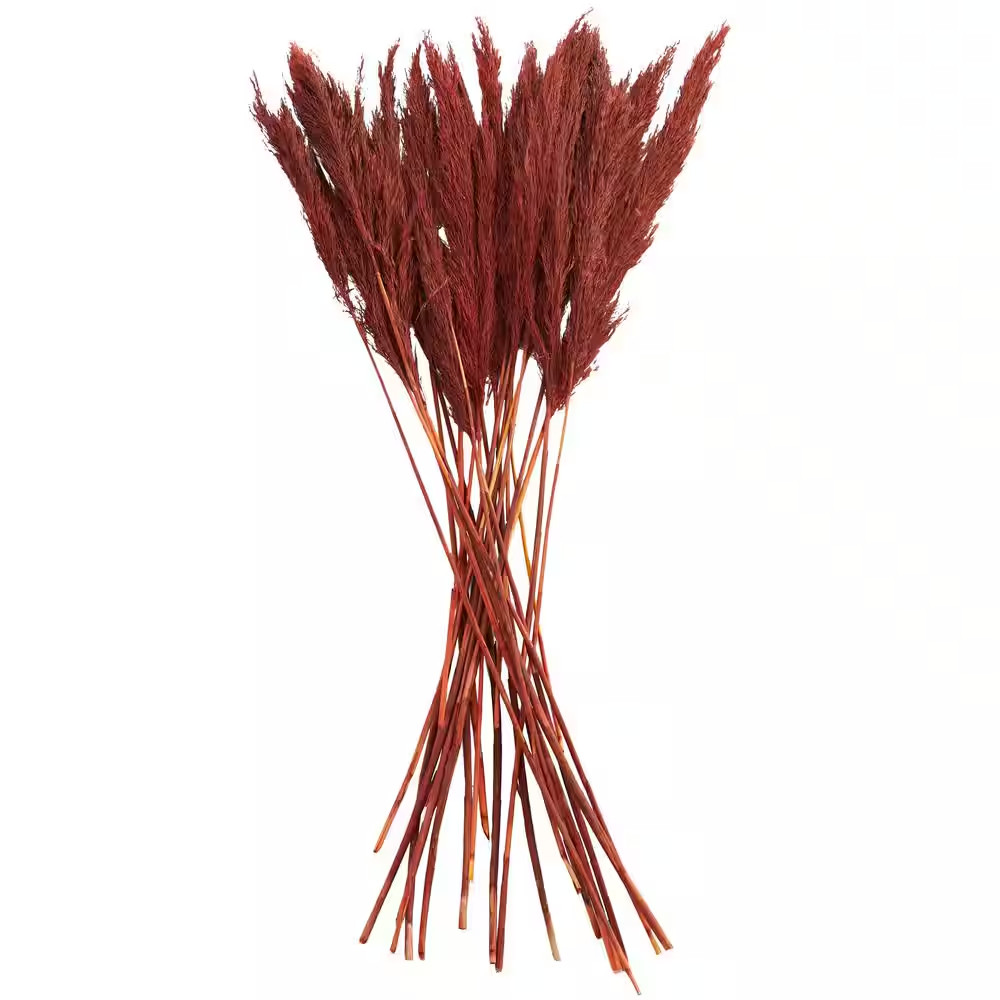 35 In. Pampas Natural Foliage with Long Stems (1 Bundle)