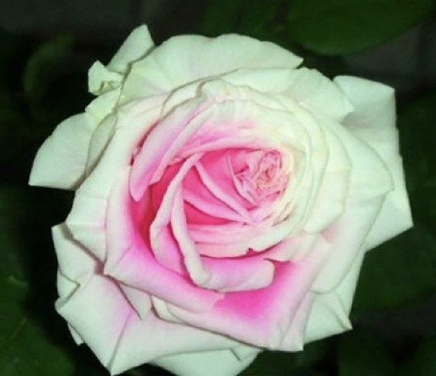 (10) CLASSIC ROSE SEEDS perennial flower garden plant bush tea USA SELLER TRACK