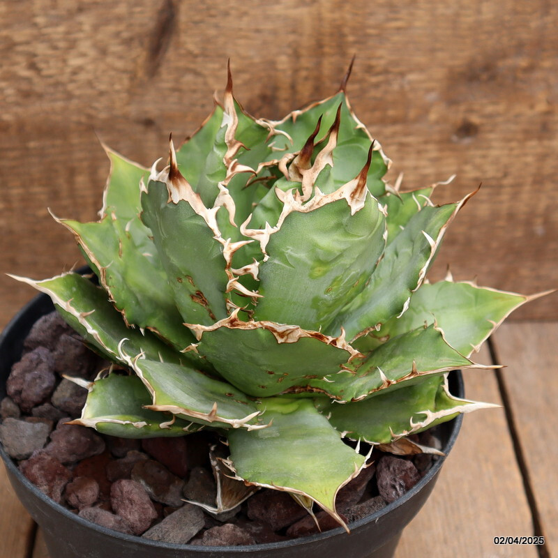 D162 AGAVE TITANOTA pot18-H15-W19 cm MaMa Cactus
