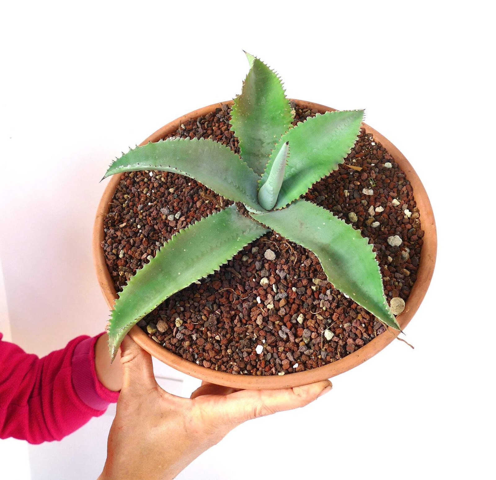 Agave gypsophila SELECTED specimen 32cm RMOT – Gypsum century plant | Chalk agav