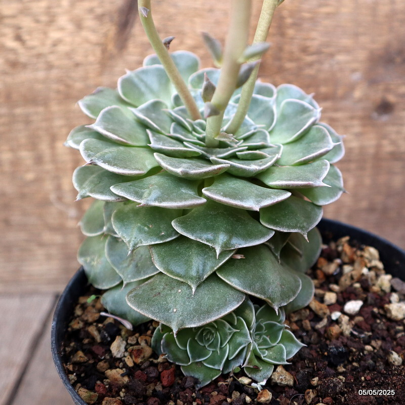 A6840 GLOTTIPHYLLUM BELLUM pot14-H11-W13 cm MaMa Cactus