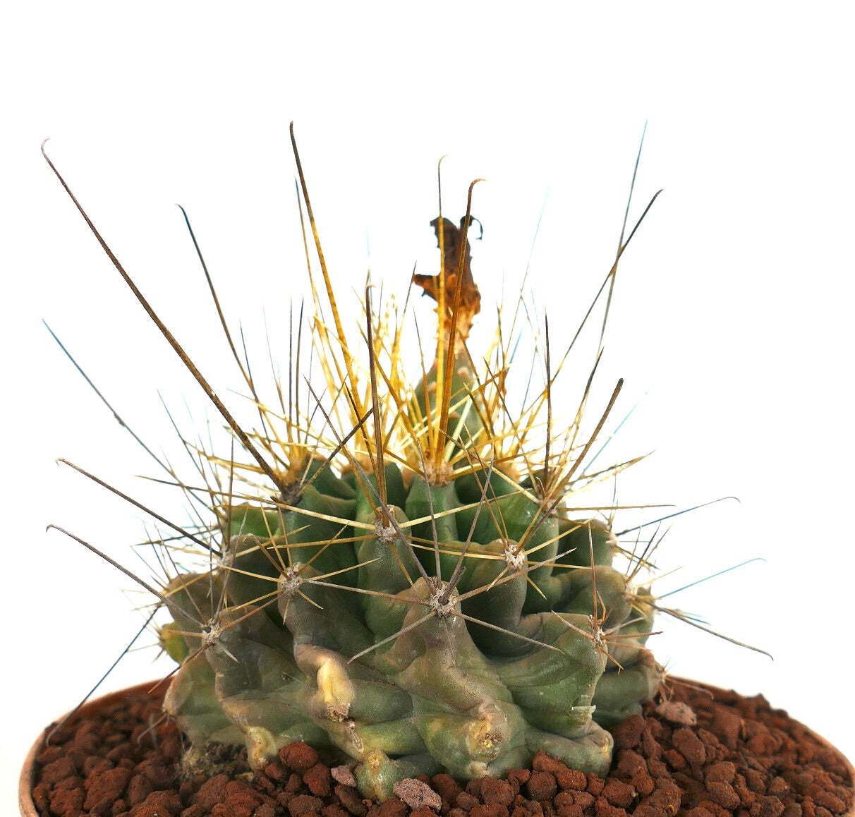 Ferocactus hamatacanthus SELECTED & LONG SPINES – Hooked barrel cactus | Texas b