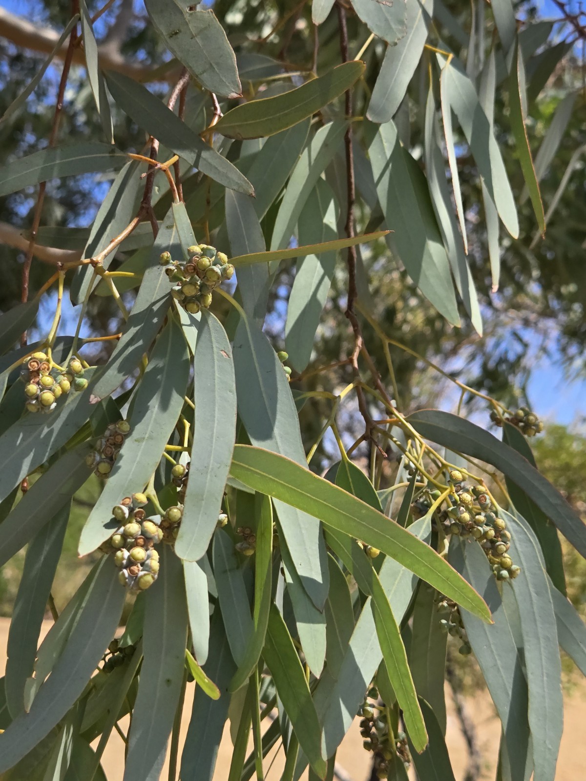 Eucalyptus Microcorys, 15 Seeds 2026
