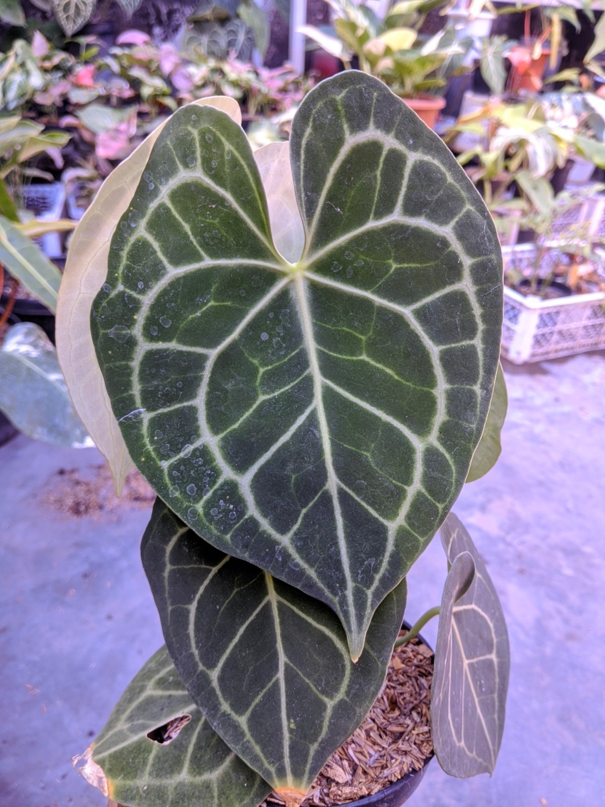 Anthurium Clarynervium Large Size Real Picture