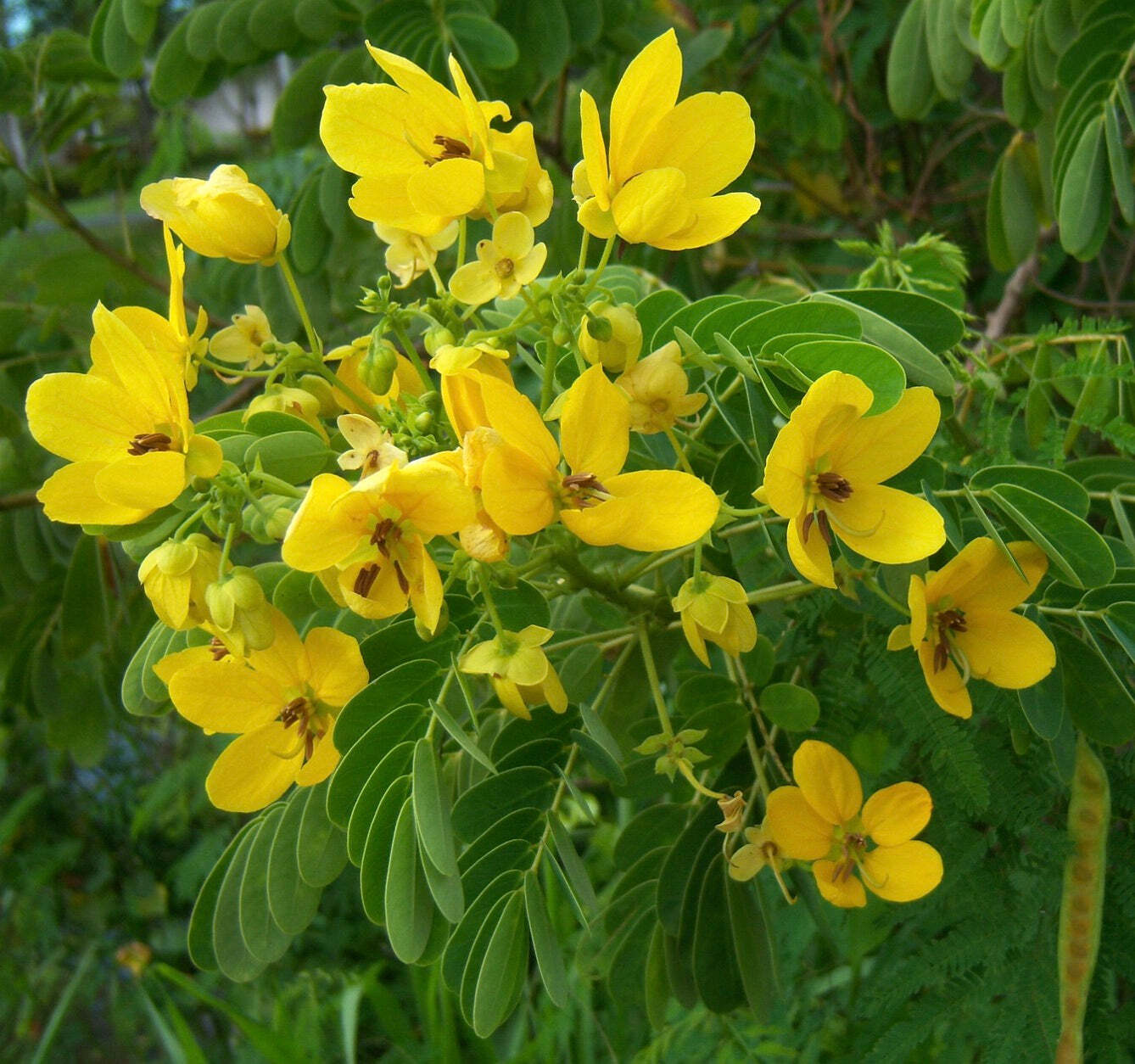 Cassia glauca SEEDS –