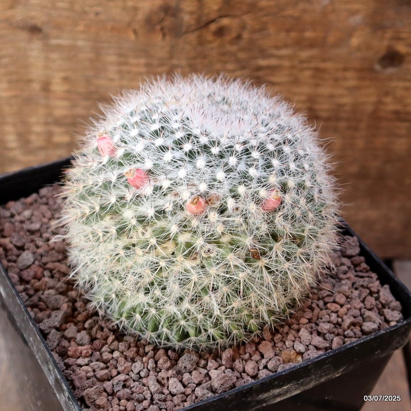 D5056 MAMMILLARIA HANIANA VARIEGATED pot12-H8-W9 cm MaMa Cactus