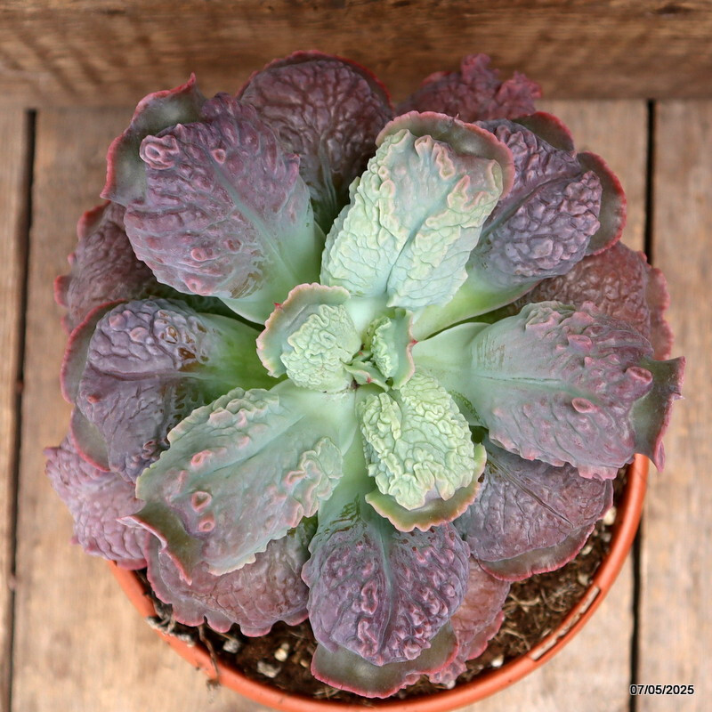 D3961 ECHEVERIA LINGUAS pot17-H14-W20 cm MaMa Cactus