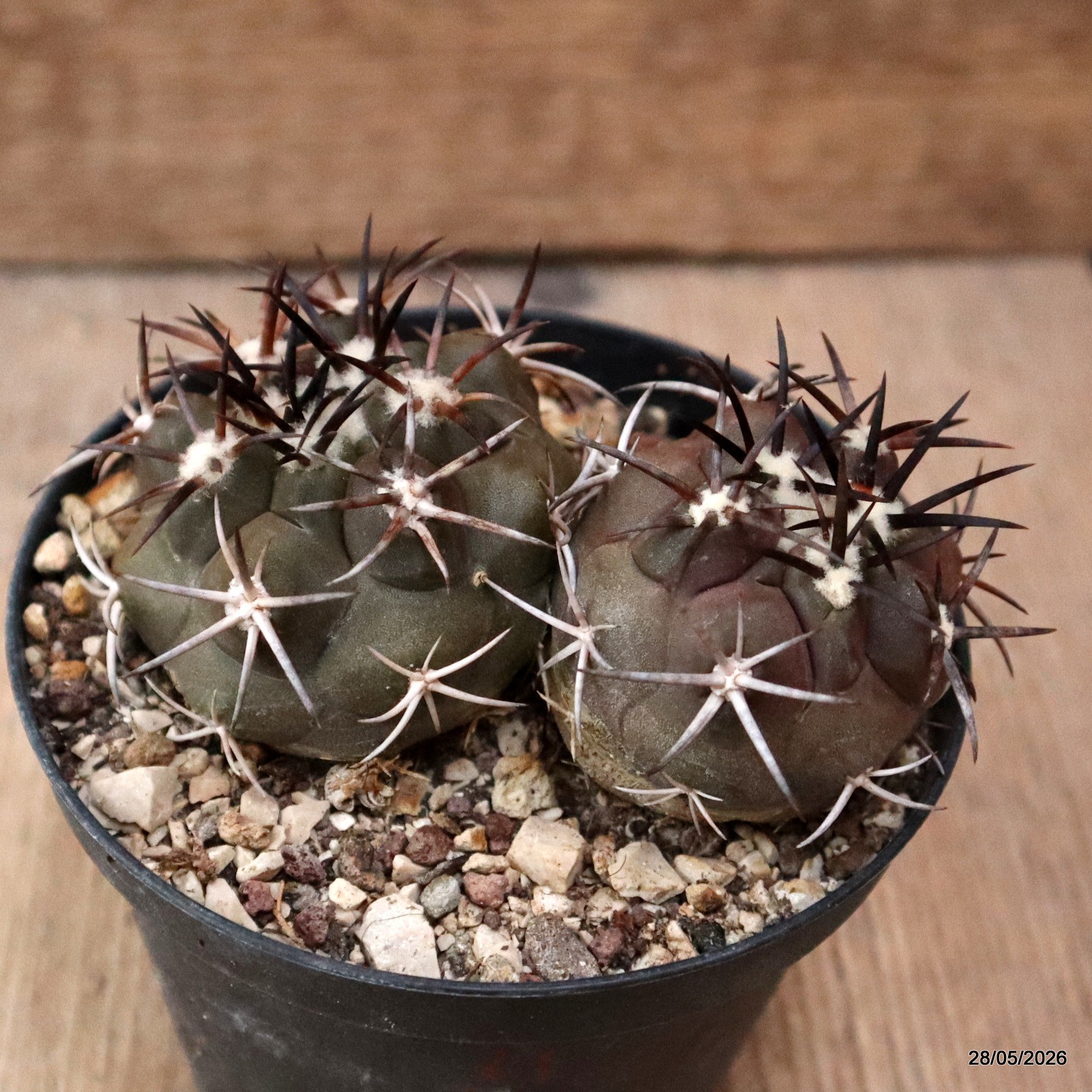 D6318 COPIAPOA ECHINOIDES DICHOTOMIC pot10-H5-W9 cm MaMa Cactus