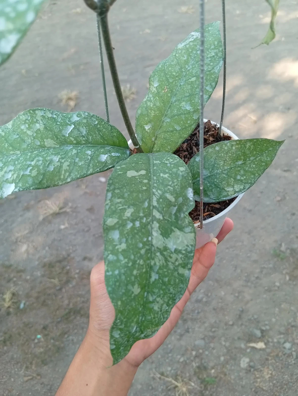 Real Picture Hoya Bur Perlak Sp Aceh