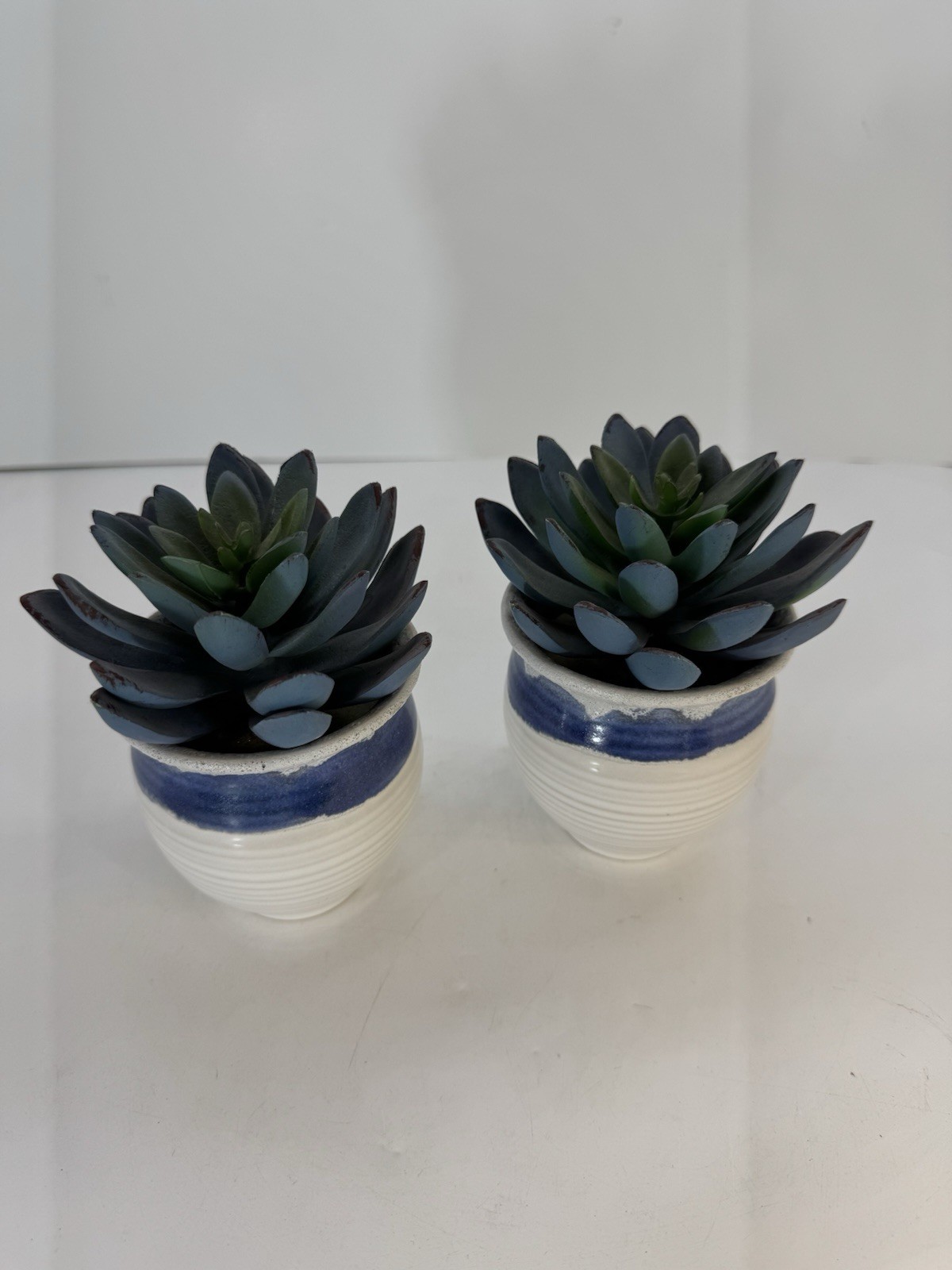 2 Artificial Succulents In Ceramic White Pots With Blue Trim Fake Plants