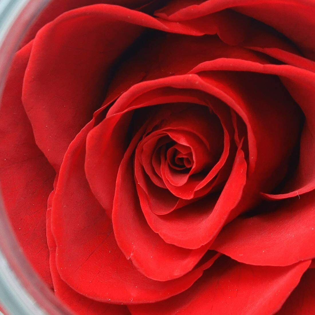 Preserved Real Roses with Colorful Mood Light Wishing Bottle Eternal Rose Gifts