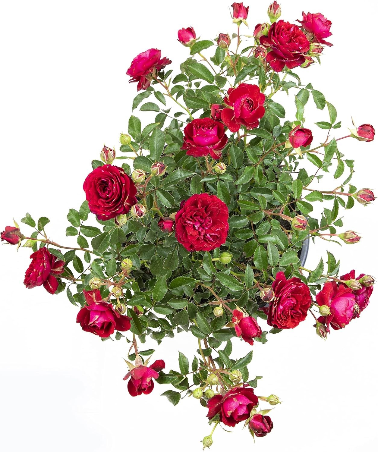 Live Red Rose Bush – Ideal Gift for Plant Lovers & Enthusiasts
