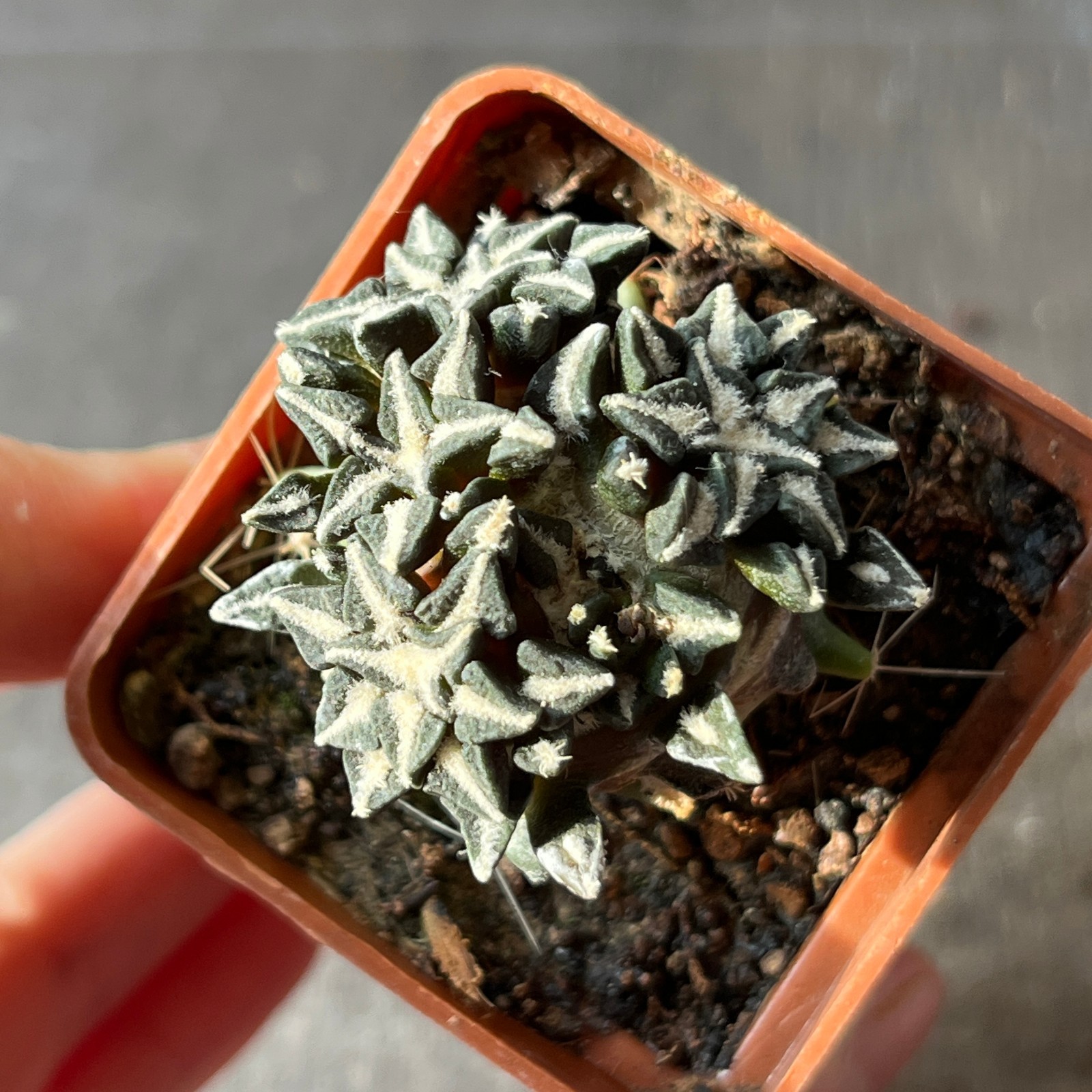 A20-1453 Cactus kotschoubeyanus VM 526, Lucio Blanco, Coah, Mex (Grafted)