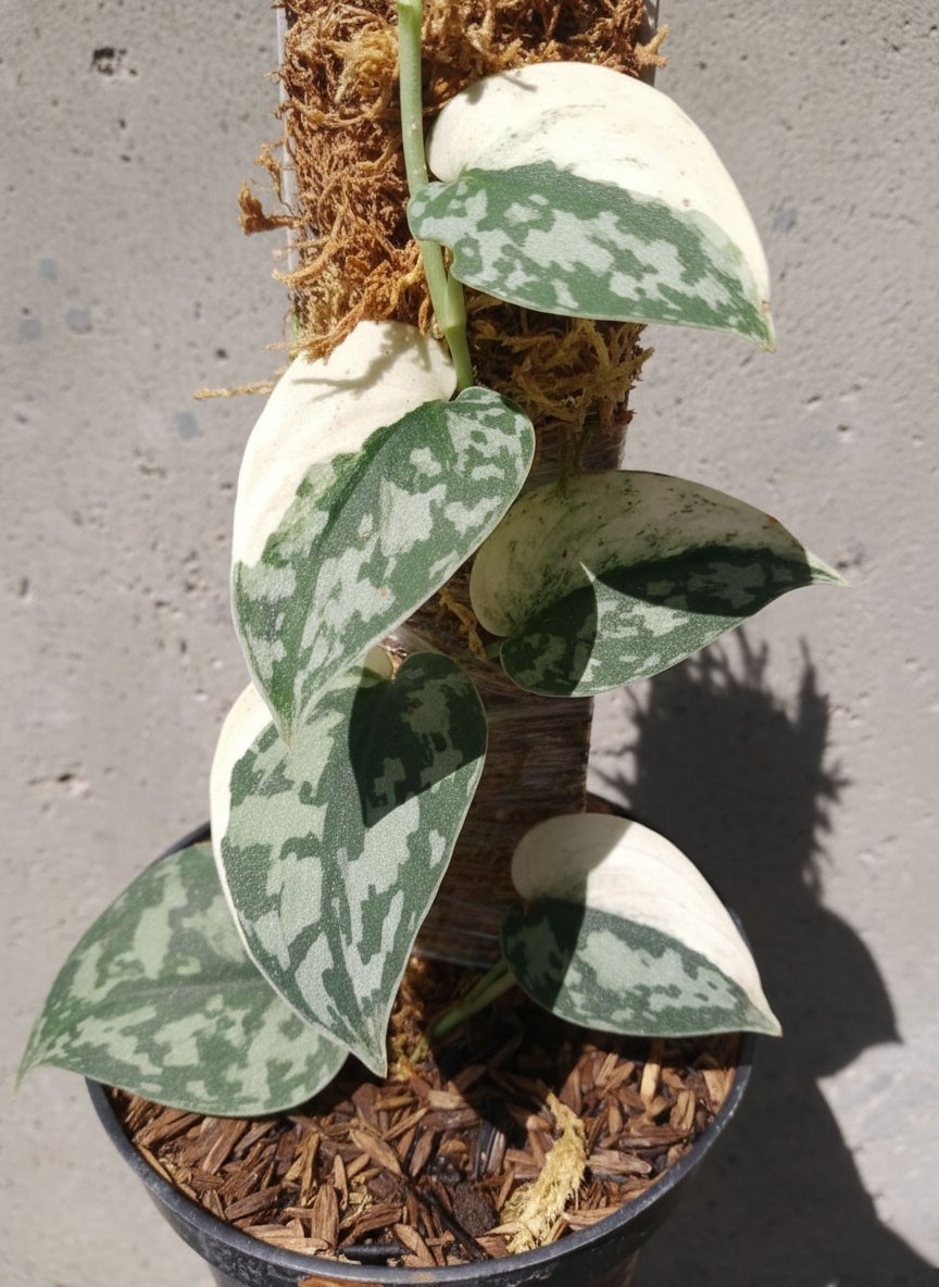 Scindapsus Mayari – Rare Aroid Vine – Exotic Aroid Vine