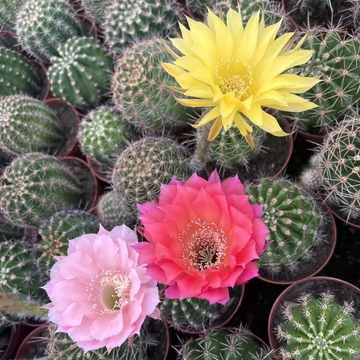 Gymnocalycium baldianum Dwarf Chin Cactus Live Succulent Plant Blooming Cactus