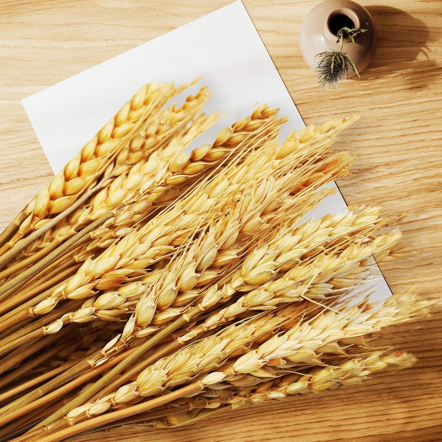 17.7″” Dried Wheat Stalks 300 Stems Natural Wheat for Wedding Table Centerpiece