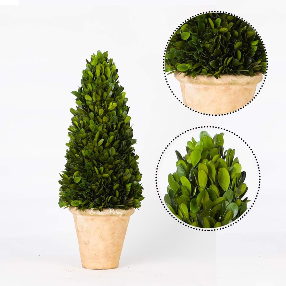 Real Preserved Boxwood Evergreen Potted Tree Globe Tree Topiary in Terracotta Pl